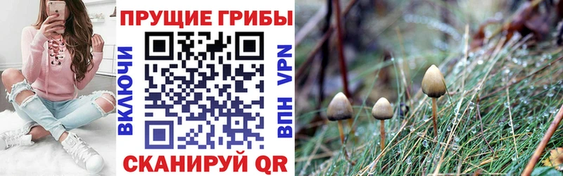 Галлюциногенные грибы ЛСД  Сусуман 